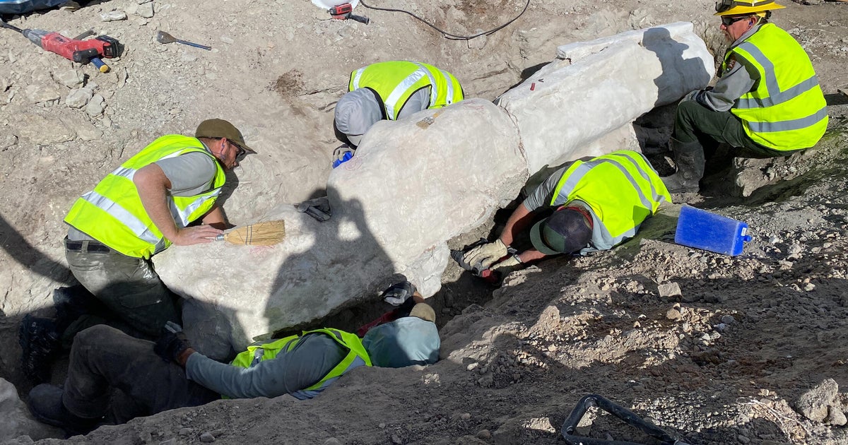 New fossils uncovered at Dinosaur National Monument, leading to first excavation there in a century
