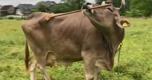Researchers say this cow