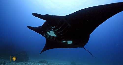 Nature: The waters of Bali