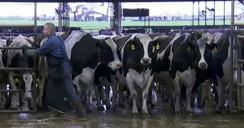 The scientists aiming to stay ahead of bird flu on dairy farms and prevent a human pandemic