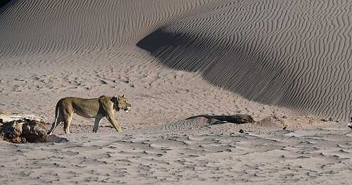 Lion kills businessman at luxury safari lodge in Namibia after he stepped out of tent to use toilet