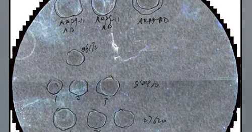 Federal agents argue fungus smuggled into U.S. by Chinese nationals is a danger