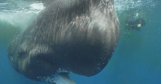 Sperm whale protection focus of marine sanctuary creation in Caribbean | 60 Minutes