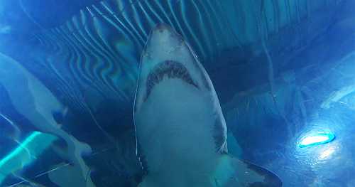 From the archives: The infamous 1916 shark attacks that inspired "Jaws"