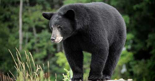 Visitors warned not to feed bears at national parks amid increase in incidents: "Bears learn quickly"