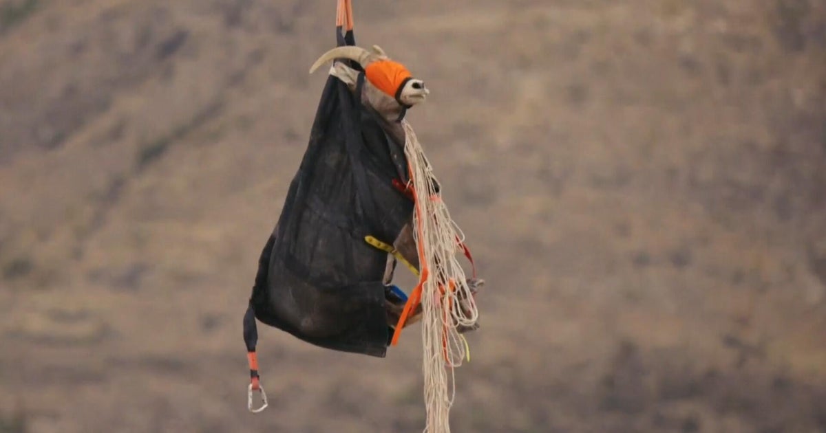 Bighorn lambs spotted after rescue from disease threat that decimated Texas herds