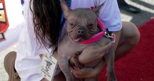 2-year-old hairless French bulldog mix wins ugliest dog contest