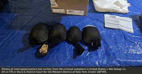 Chinese man pleads guilty to smuggling 850 protected turtles worth over $1 million from U.S.