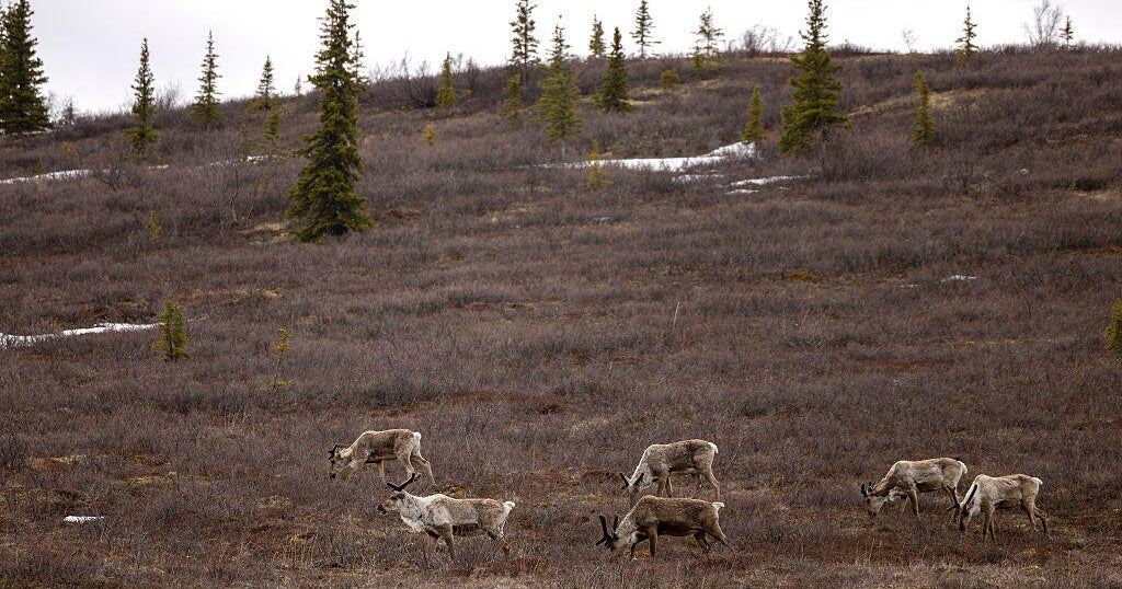 Reindeer populations could plummet by up to 80% by 2100, researchers say