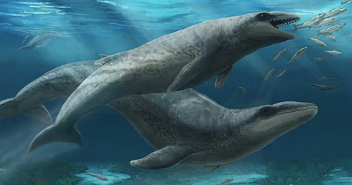 New species of "deceptively cute" but fearsome ancient whale named after local who found its skull on beach