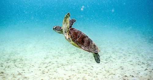 Ocean heat and global sea level hit new records last year, report finds