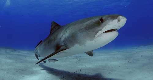 Minnesota woman dies after losing arm in shark attack in U.S. Virgin Islands