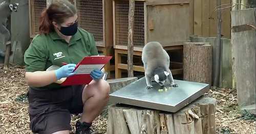 London Zoo has its annual weigh-in for about 10,000 animals