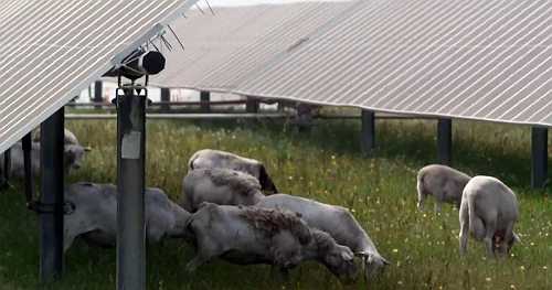 Struggling farmer ditches cotton, finds success grazing sheep on solar farms