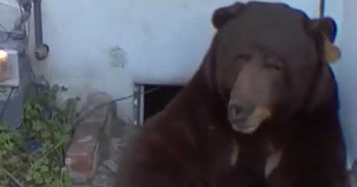 California man frustrated over efforts to remove bear living under his house