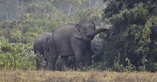 Rampaging elephant kills at least 20 people, including children, in India, officials say