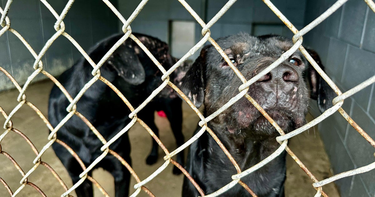 Race is on to rescue more than 200 dogs from rural Mississippi property before major storm hits