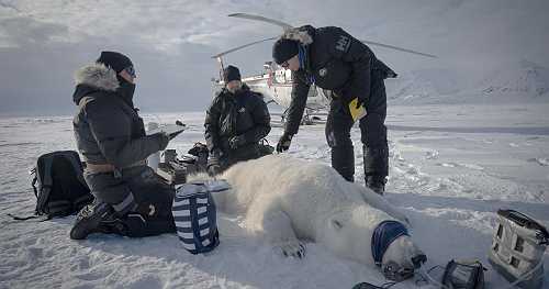 Scientists "quite surprised" to find one polar bear population thriving: "A fat bear is a healthy bear"