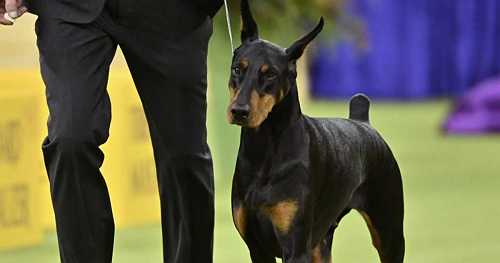 Doberman gets moment of redemption as Best in Show at Westminster