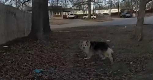 Hero dog leads police straight to missing 3-year-old