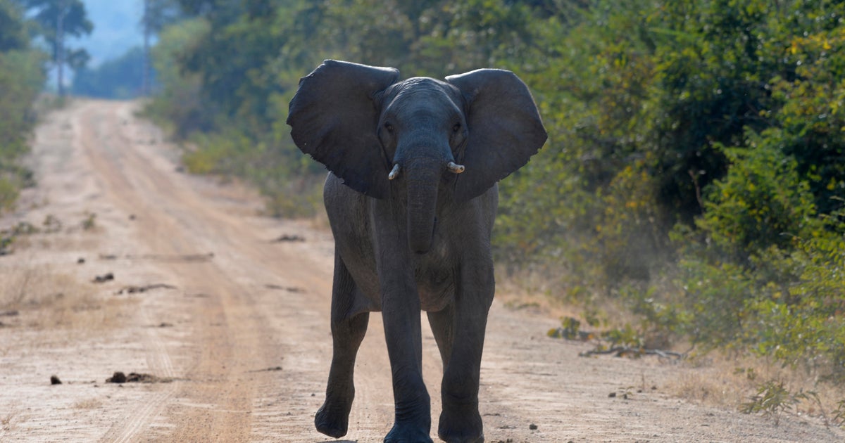 Elephant kills 2 women from U.K. and New Zealand in Zambian national park