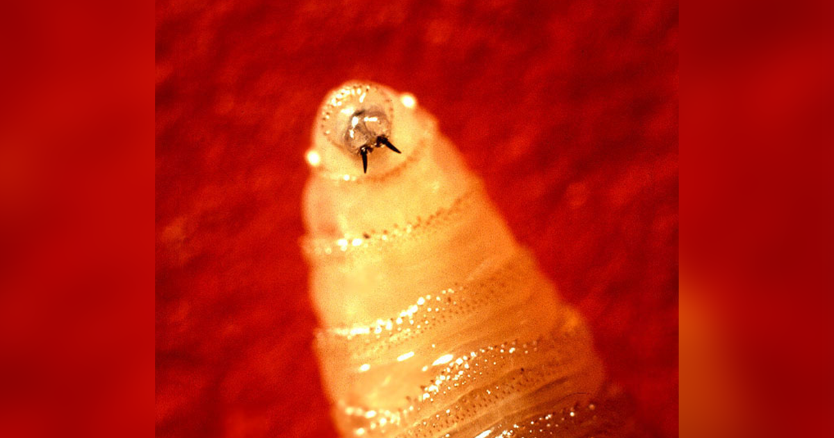A Maryland resident is diagnosed with screwworm. Here