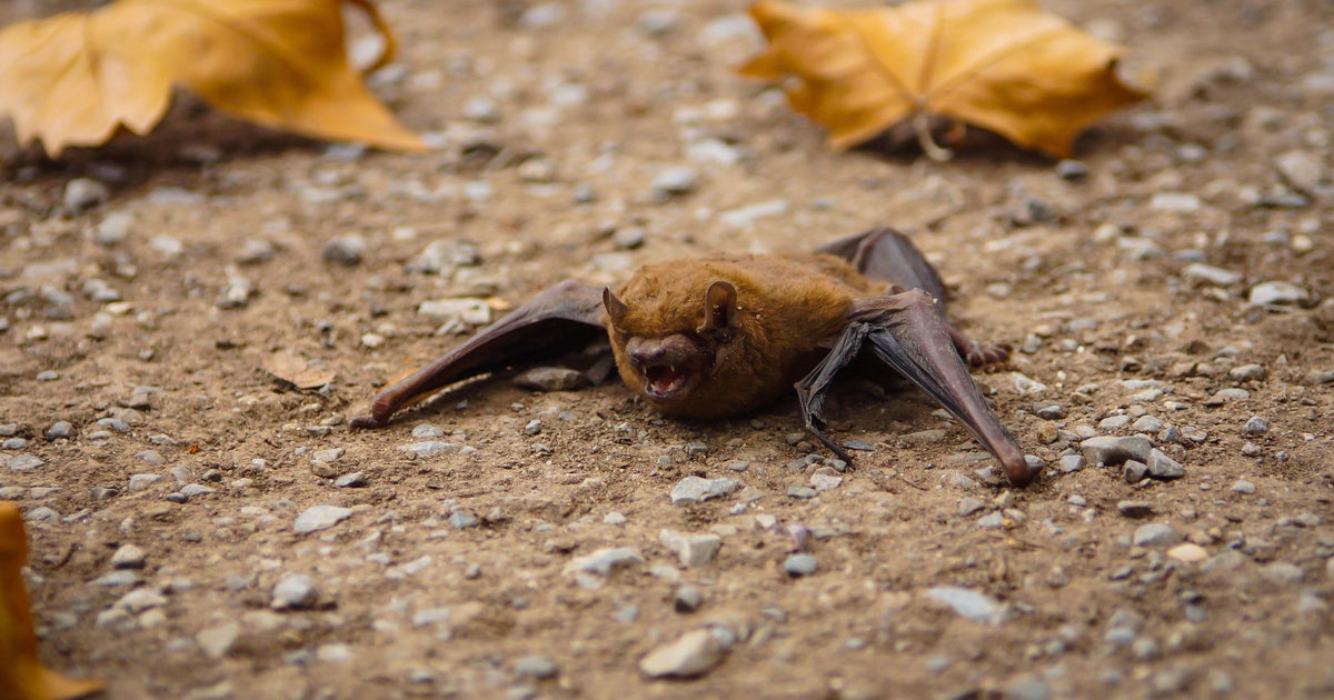 Man dies after being bitten by bat carrying "extremely rare" infection in Australia