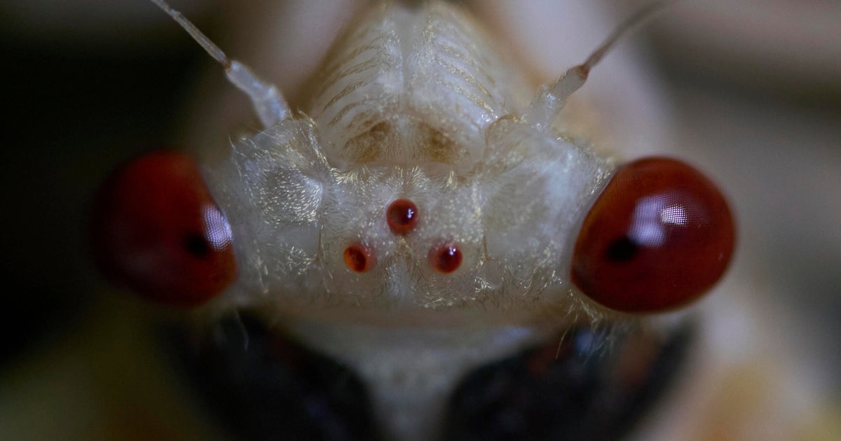 Cicada invasion begins as Brood XIV swarms parts of U.S. See photos.