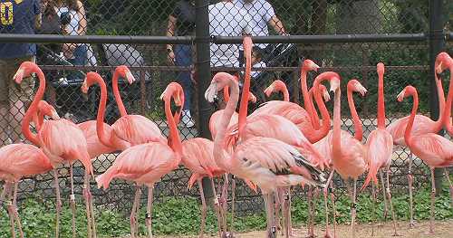 National Zoo taking extra precautions for bird flu