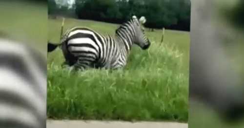 Pet zebra on the run in Tennessee after escaping and "wreaking havoc" on highway