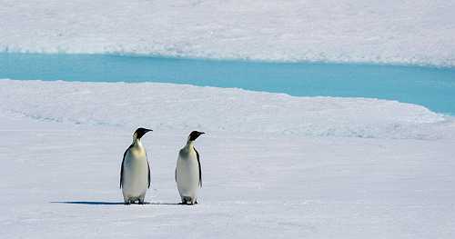 Emperor penguin population decline may be "worse than the worst-case projections," scientists warn