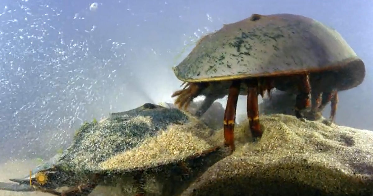 Nature: Horseshoe crabs in Maine