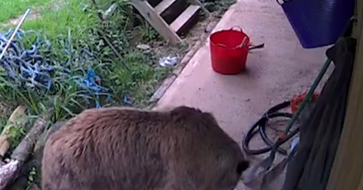 Bears escape enclosure and eat so much honey they pass out