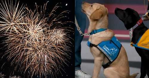 Keeping pets safe, calm on Fourth of July