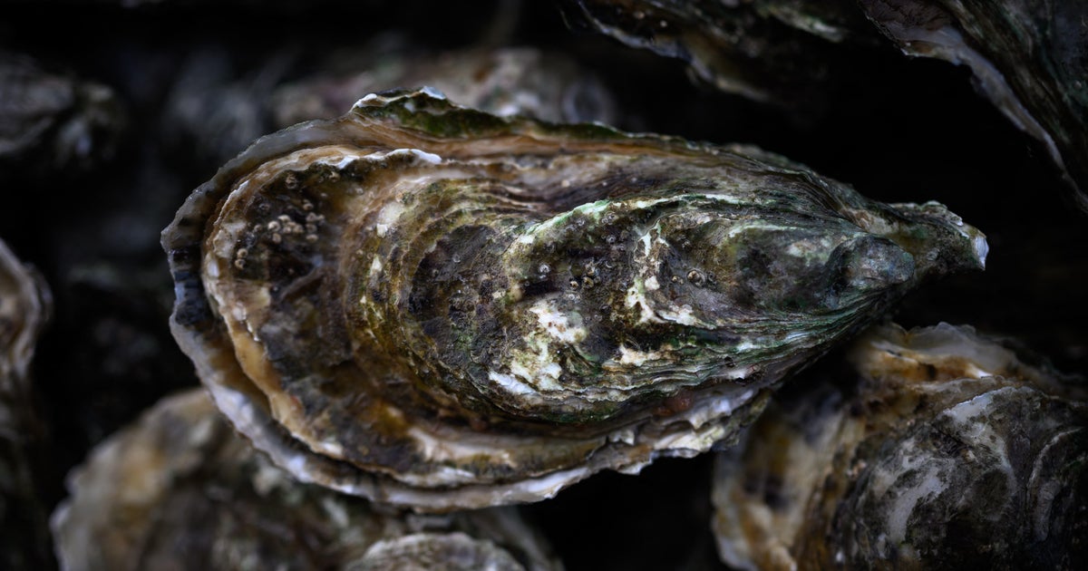 Century-old shipwreck in North Sea is filled with stash of rare oysters in bid to revive marine species