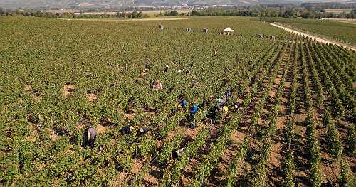 Champagne industry boss, 2 others jailed for human trafficking, allegedly treating workers in France "like slaves"