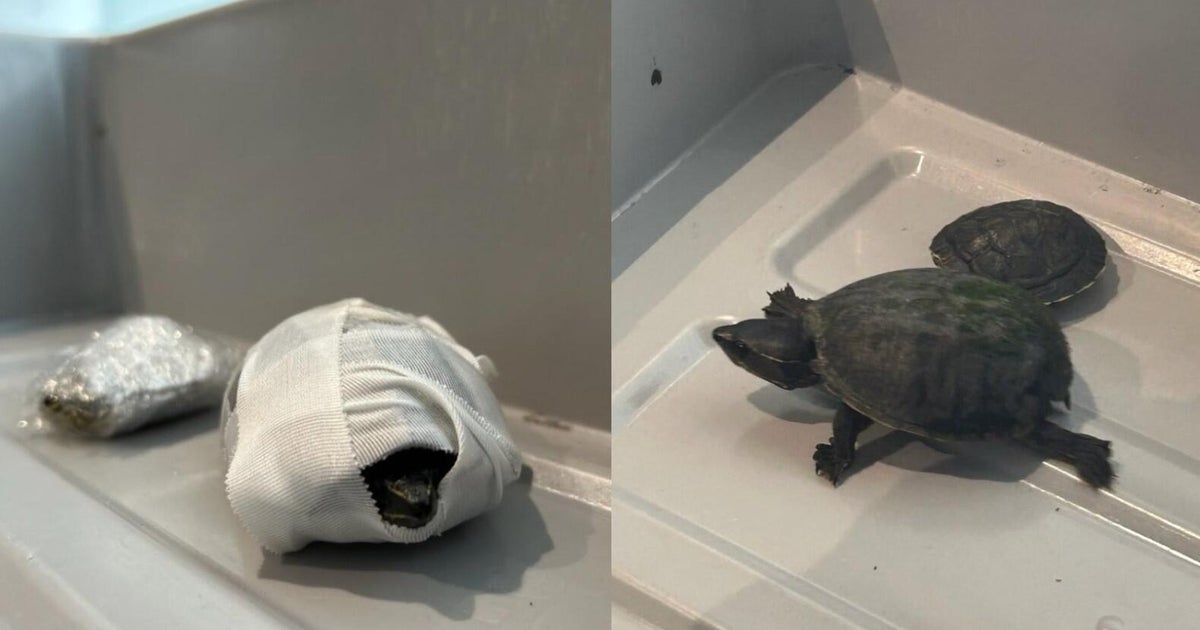 Florida woman caught trying to carry turtles through airport security in her bra, TSA says