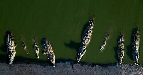 200 crocodiles killed in West Bank after reptiles resorted to cannibalism and posed "significant risk" to humans, Israel says
