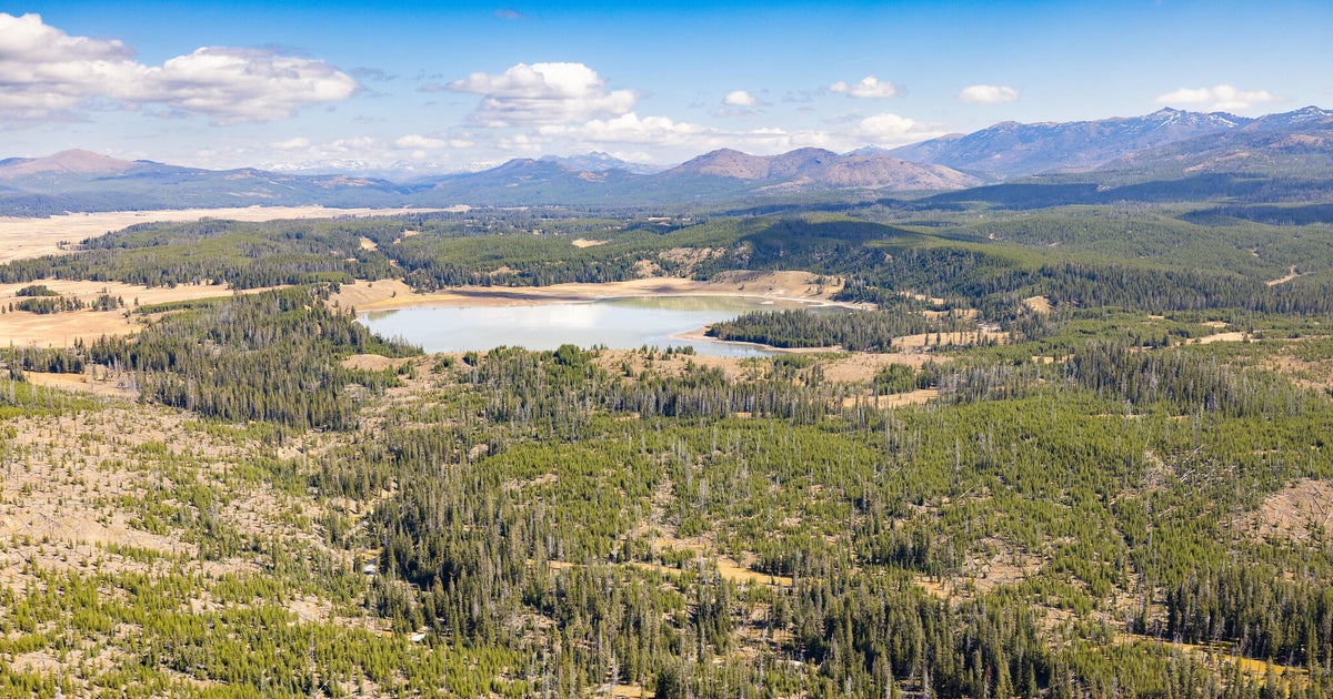 Bear attacks, seriously injures hiker in "surprise encounter" at Yellowstone National Park
