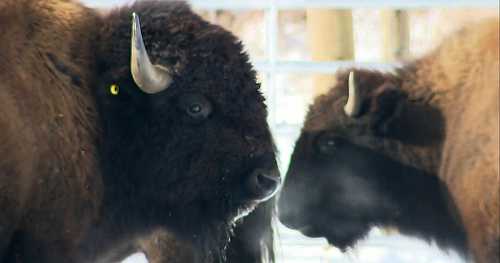 Bison returning to parts of North America