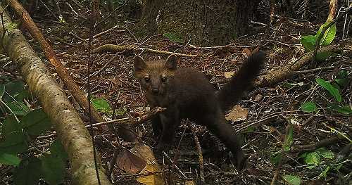 Elusive carnivore, once thought to be extinct, spotted by remote trail cameras in California