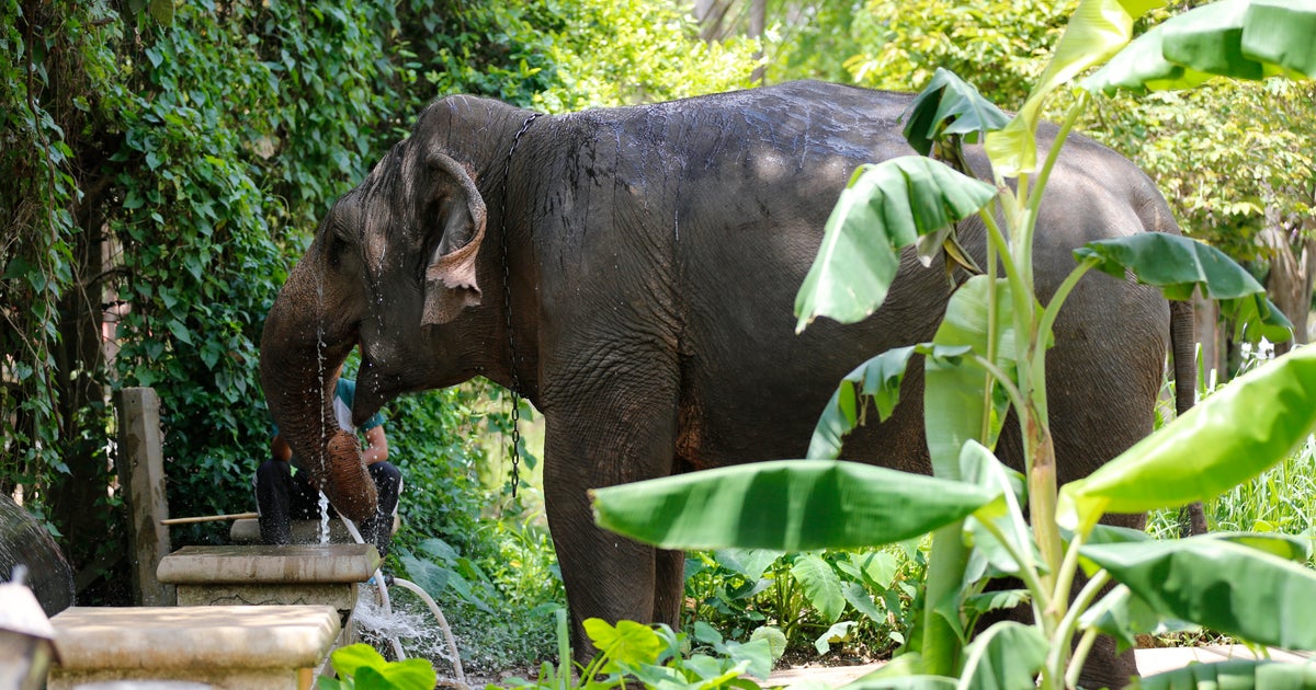 Elephant kills tourist at national park in Thailand, third fatality linked to the same animal