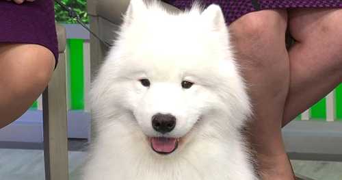 Handlers for former Westminster dog show winners talk preparation, what it takes and retirement