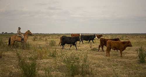 More Argentina beef imports won