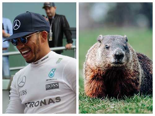 ‘So sad’ - Lewis Hamilton expresses regret over driving over groundhog during F1 race - Face2Face Africa