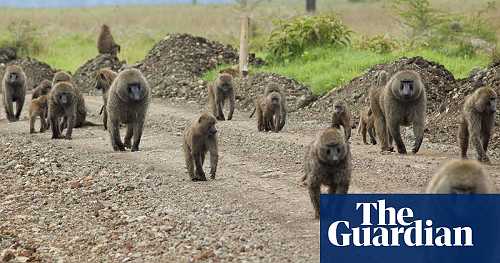 Female baboons with strong relationship to fathers found to live longer