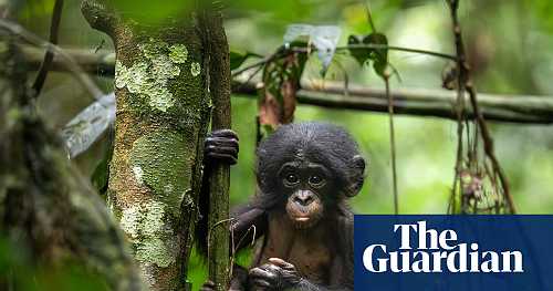Bonobos transformed how we think about animal societies. Can we save the last of the ‘hippy apes’?