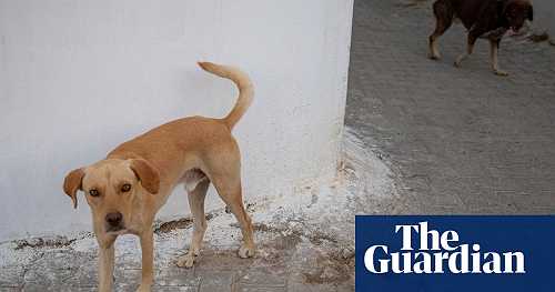 Woman dies of rabies in Yorkshire after contact with dog in Morocco