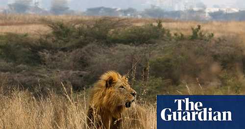 Nairobi’s lions are almost encircled by the city. A Maasai community offers a key corridor out