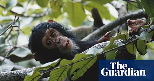 Jane Goodall chimpanzee conservation project in Tanzania hit by USAid cuts